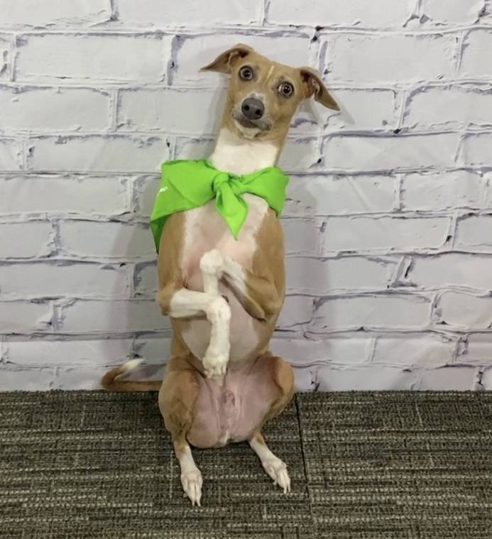 Happy dog photo