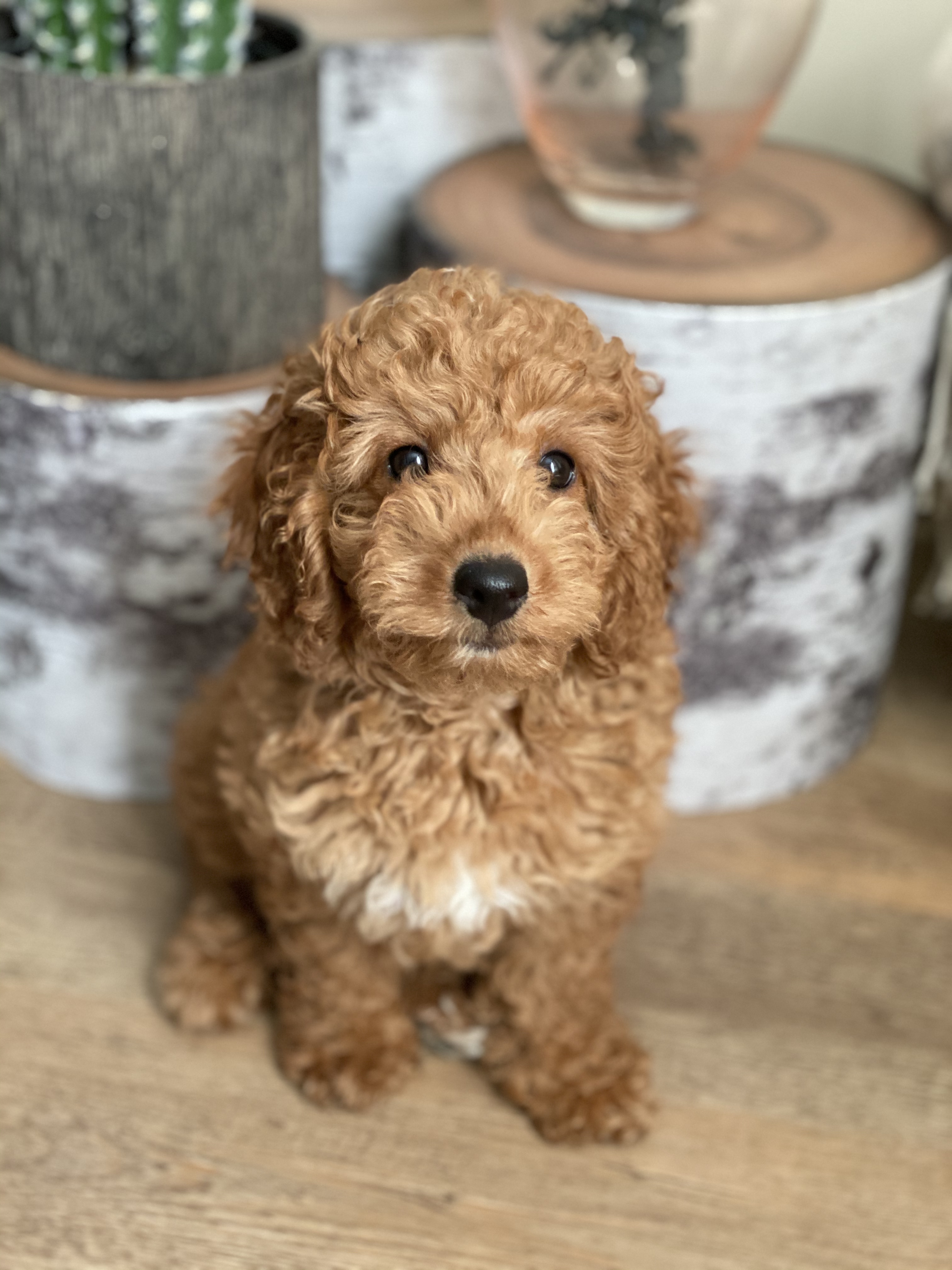 Happy dog photo
