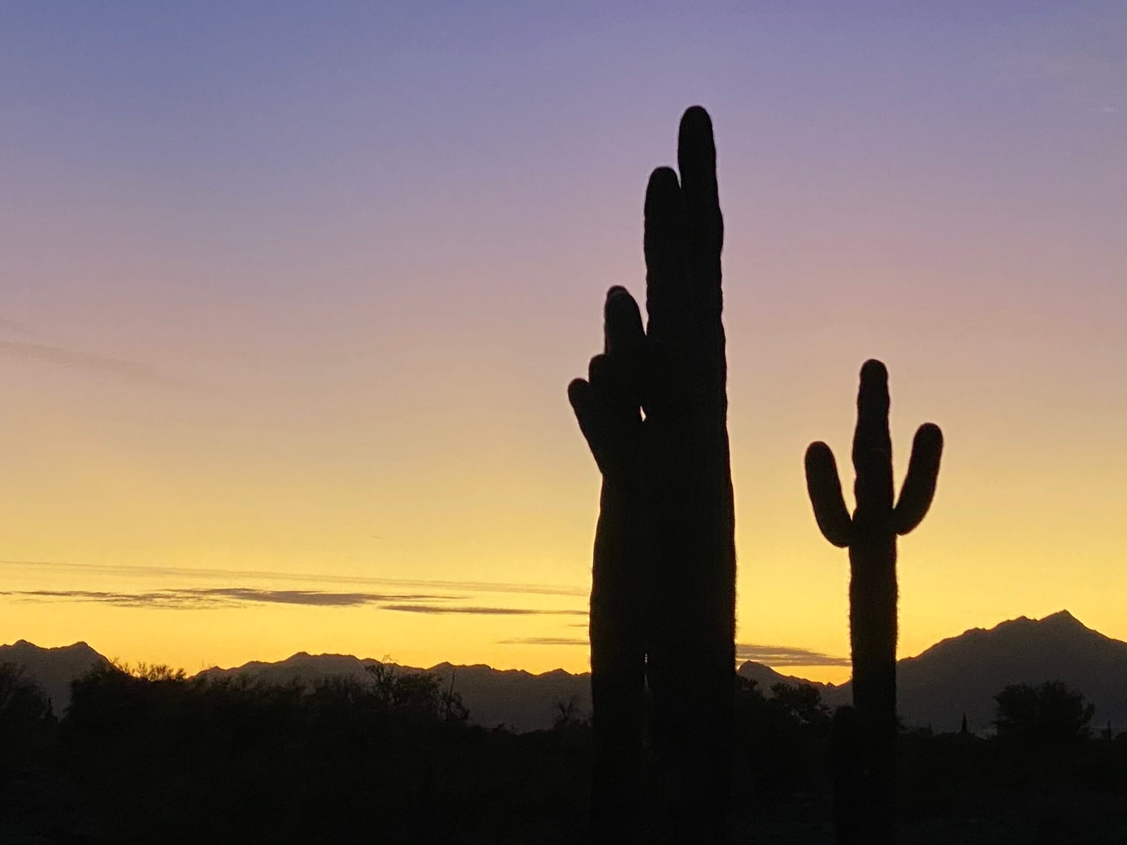 Saguaro Cactus