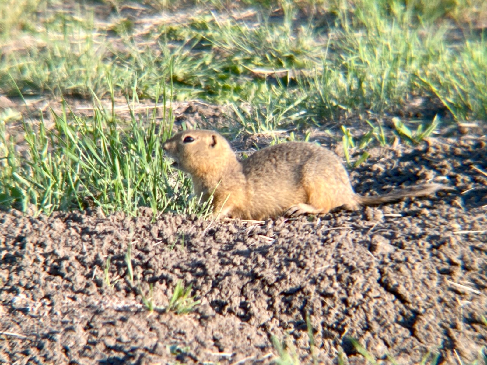 Richardson’s Ground Squirrels