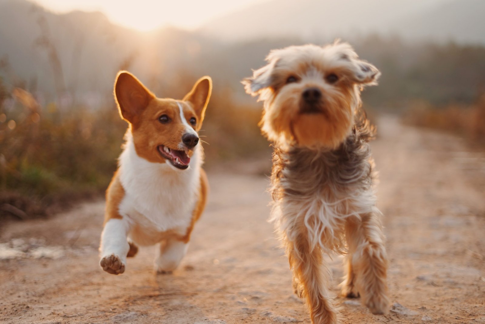 5 Ways to Improve Your Dog’s Behaviour Today