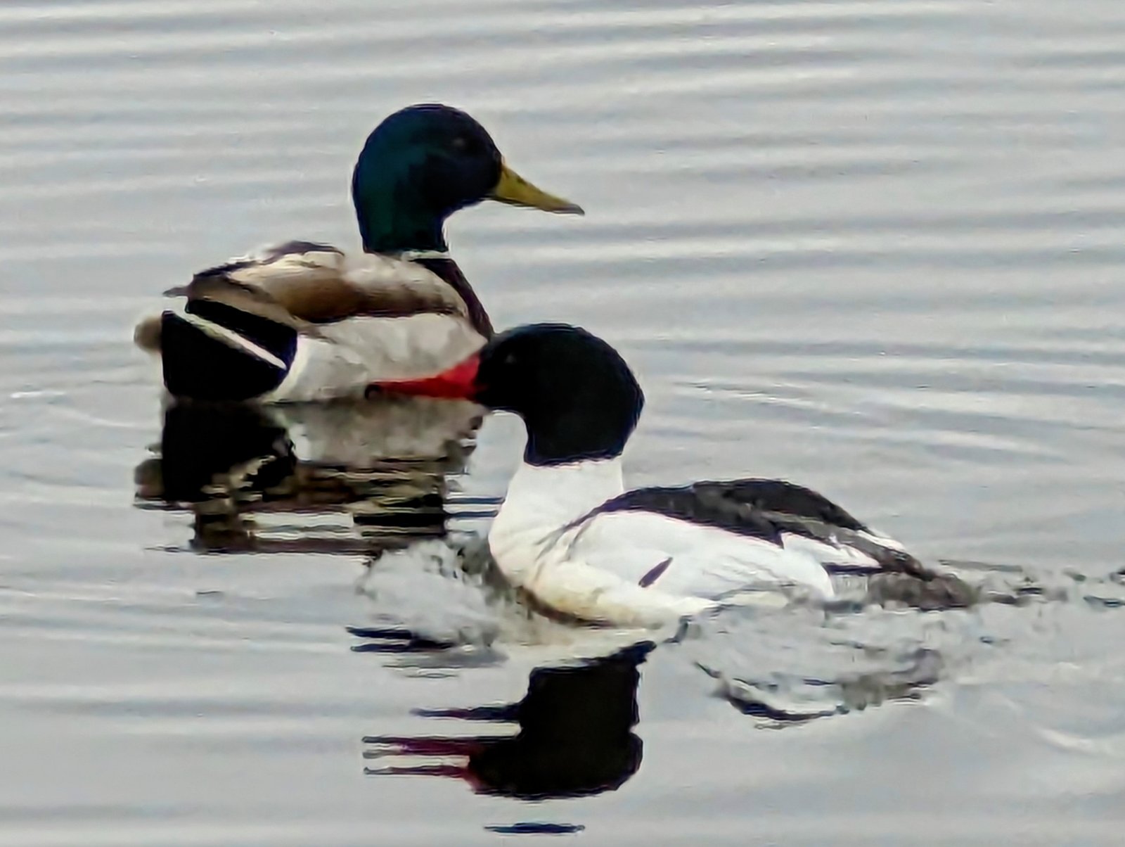 Exploring the Fascinating Behaviour and Characteristics of Various Bird Species at the Lake