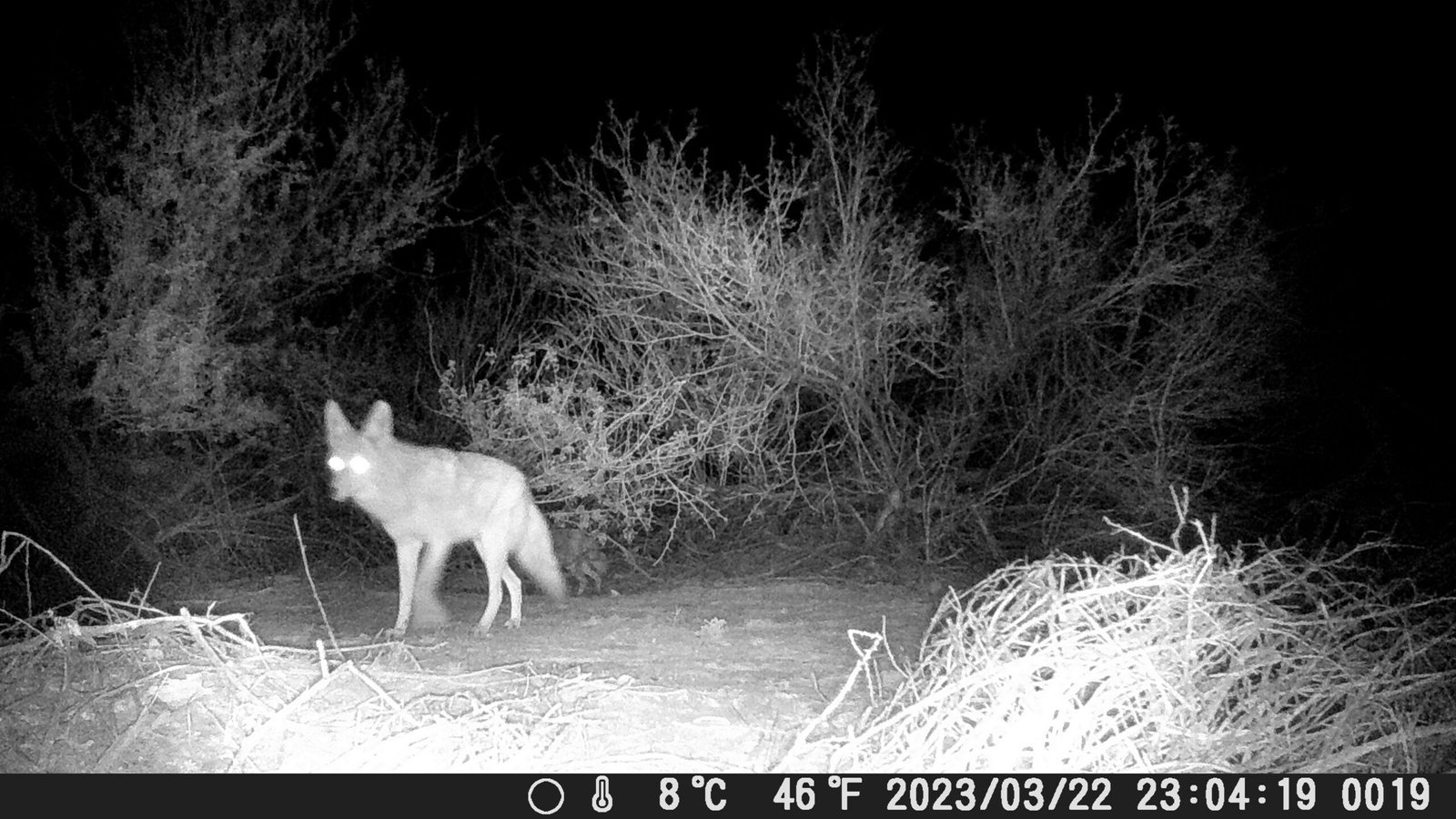 Adventures in the Arizona Desert: A Look at the Fascinating Wildlife Encounters