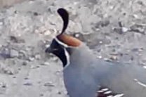 Discovering Gambel’s Quail: A Delightful Desert Bird