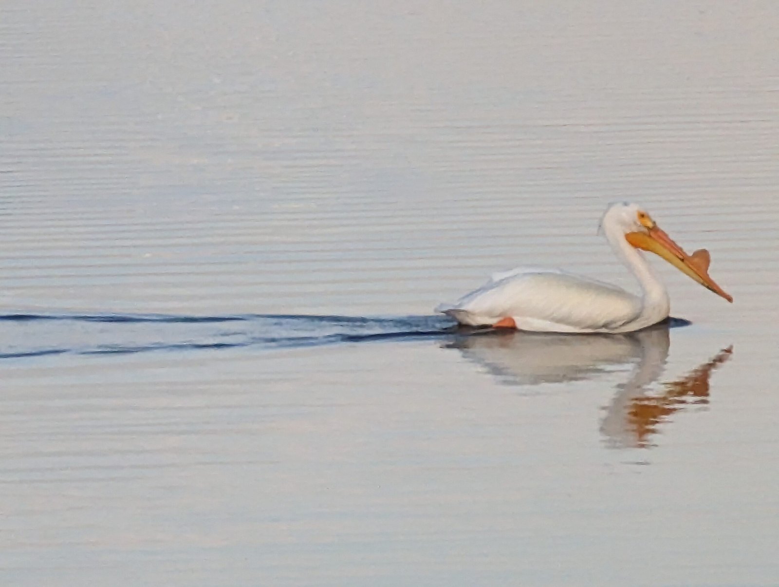 American White Pelican