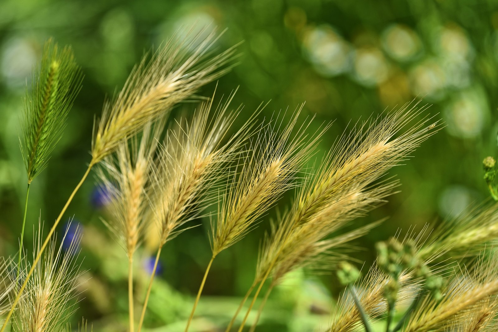 Beware the Hidden Danger of Foxtails for Your Beloved Pets