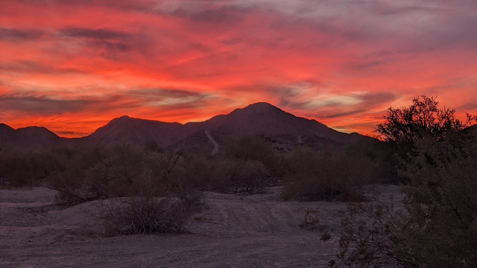 Collection: Creatures of Quartzsite, Arizona