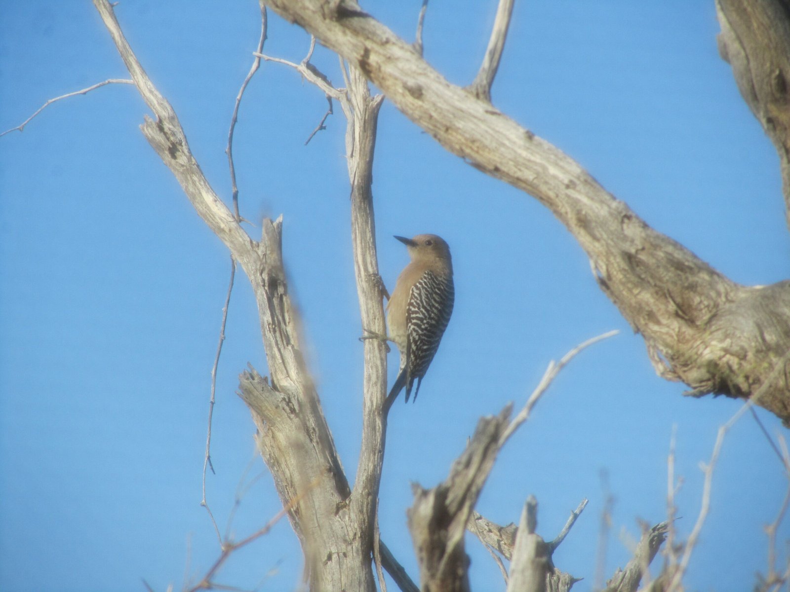 Gila Woodpecker