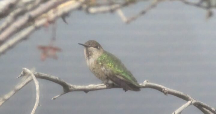 Anna’s Hummingbird