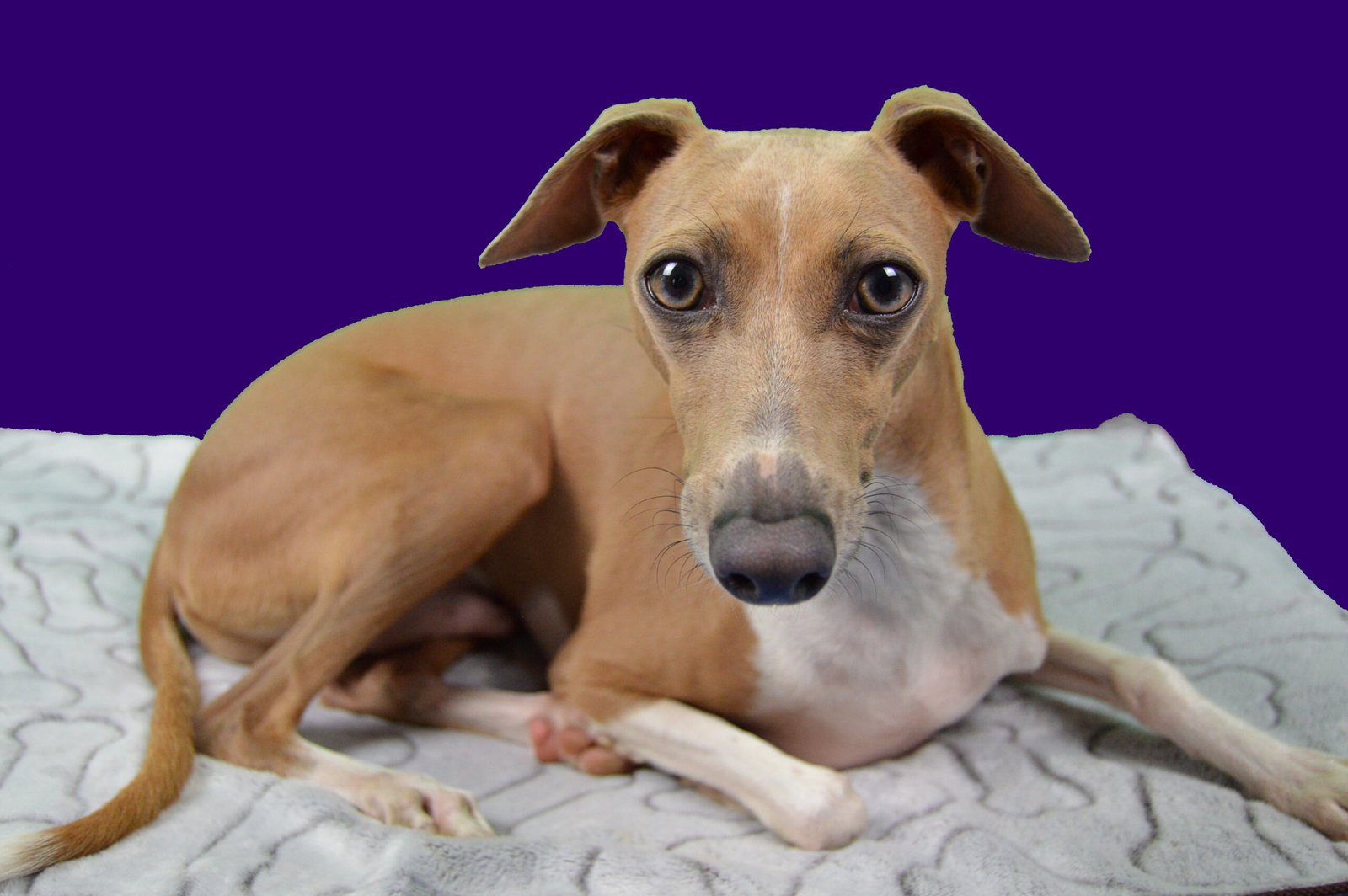 Breed Profile: Italian Greyhound