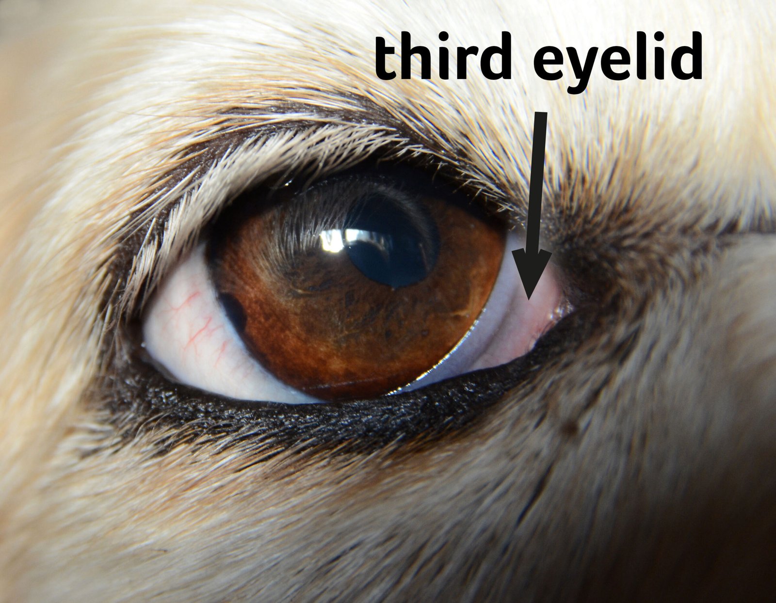 Fun Facts: The Third Eyelid